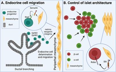 Axon Guidance Molecules in the Islets of Langerhans